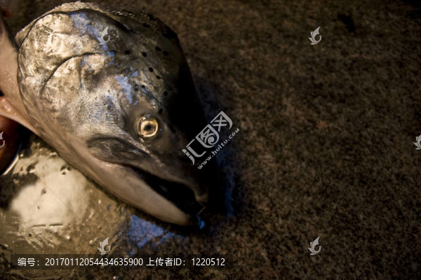 大鱗大馬哈魚在案板上