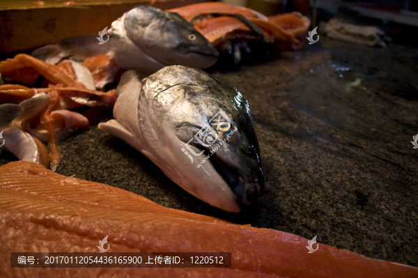 大鱗大馬哈魚在案板上