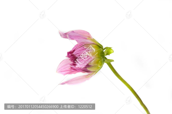 大麗花