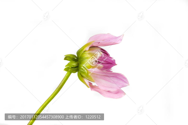 大麗花