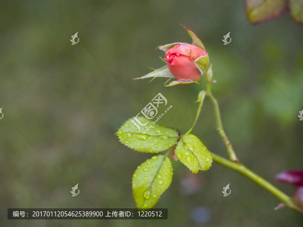 一個玫瑰花蕾