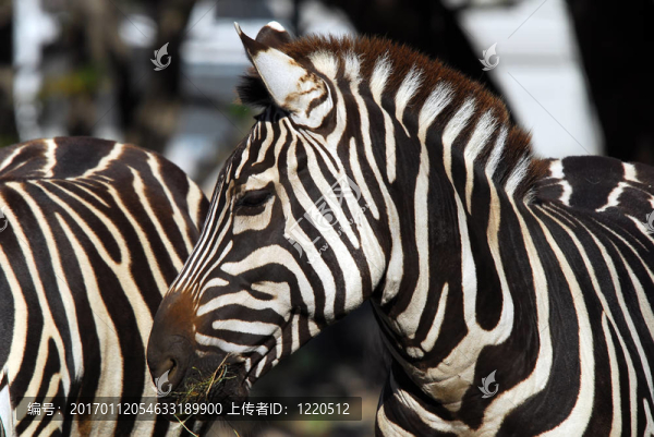 平原斑馬（Equus,quagga）