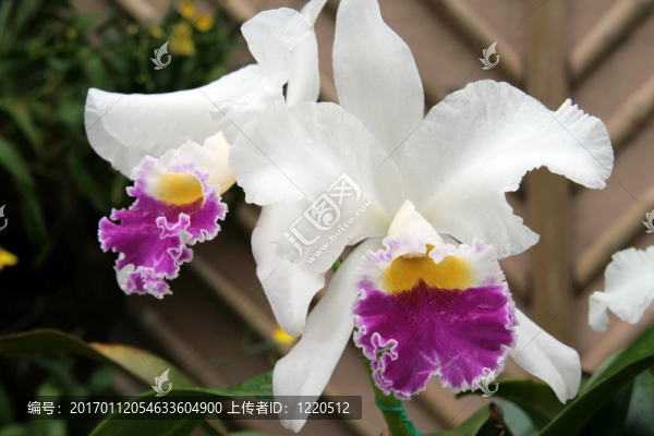 catleya蘭花