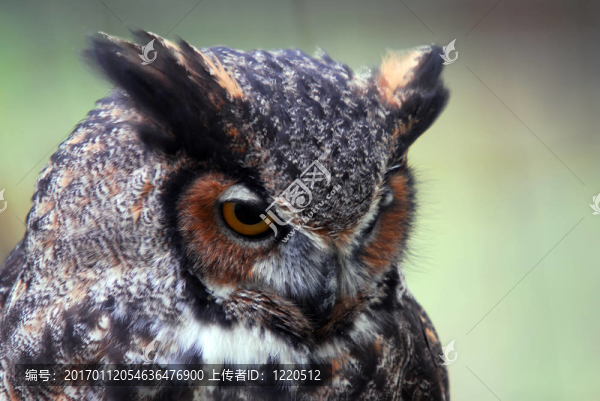 大角貓頭鷹（Bubo,virginianus）