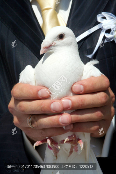 婚禮上的鴿子