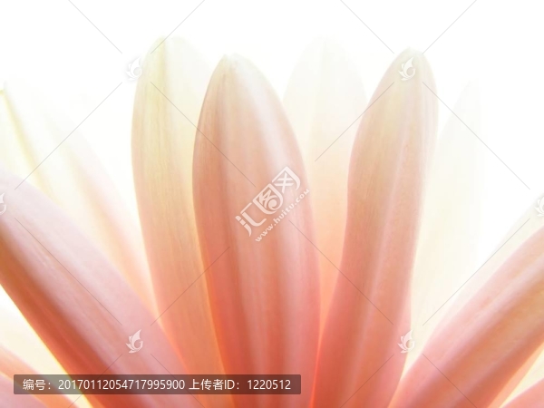 粉色非洲菊