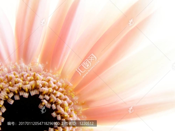 粉色非洲菊