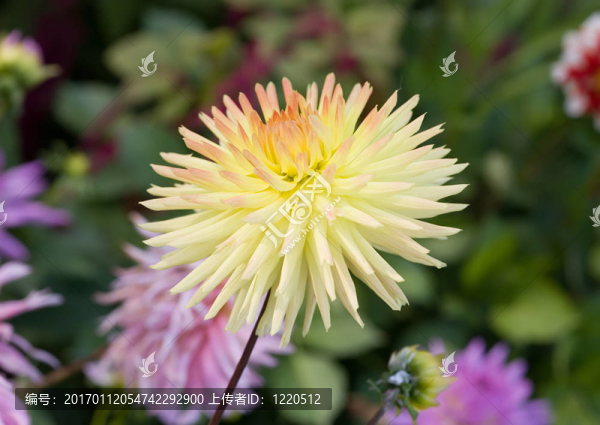 紫菀特寫-匯圖網(wǎng) www.fosd68.com 紫菀特寫