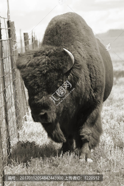 美洲野牛（Bison,bison）