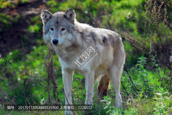Gray,wolf（狼）