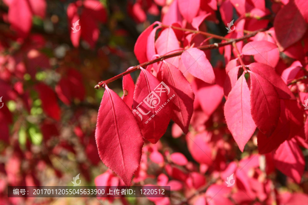 紅色的葉子