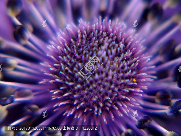 盛開的細(xì)節(jié)