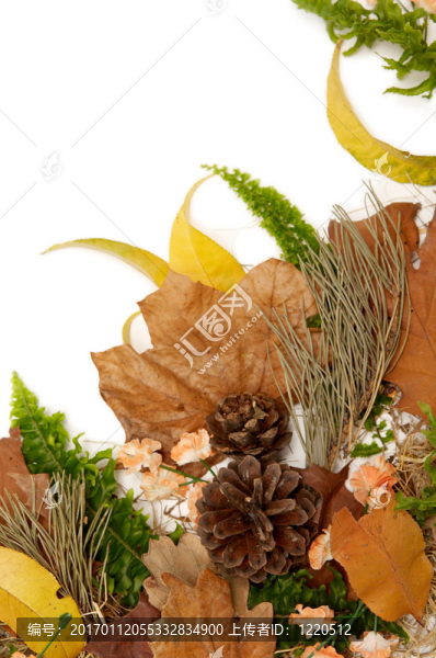 紅葉的安排