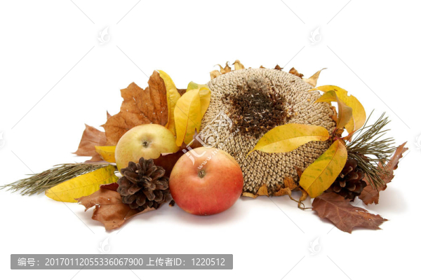 紅葉的安排