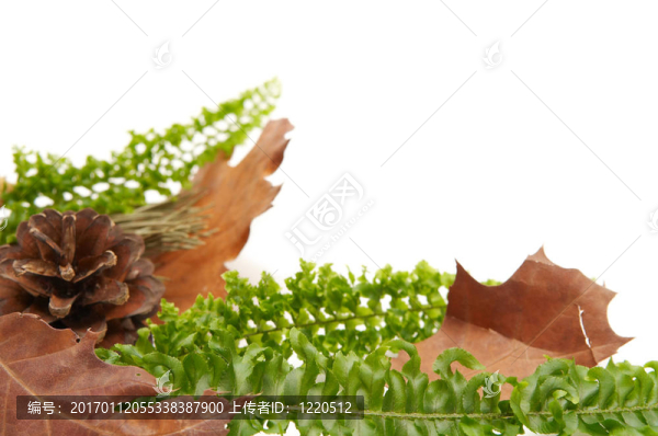 紅葉的安排