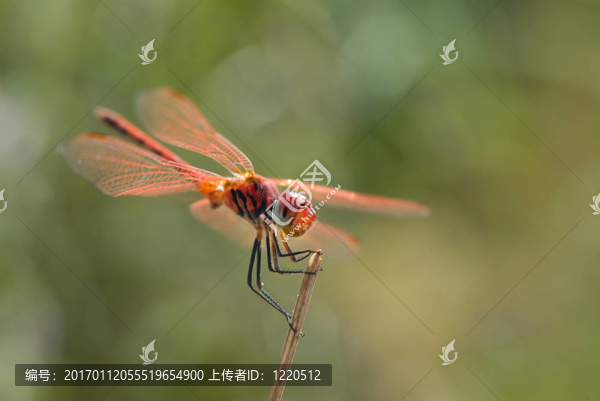 紅蜻蜓在樹(shù)枝上