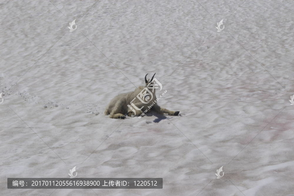 山羊E