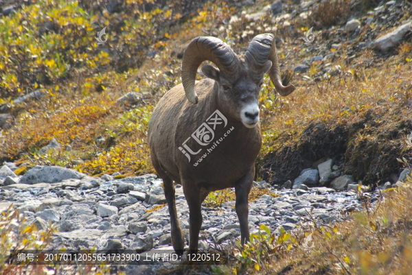 石mountainsheep,O