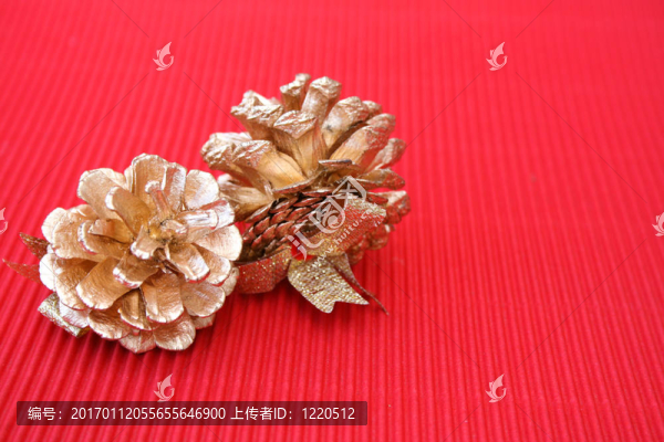 松樹(shù)的球果