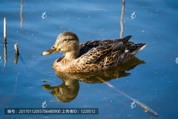 藍(lán)水鴨
