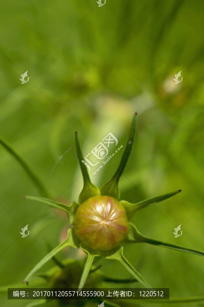 花芽
