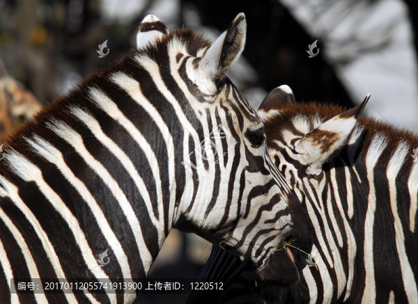平原斑馬（Equus,quagga）