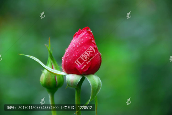 紅玫瑰的花蕾