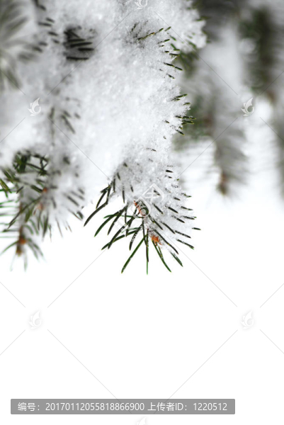 雪嶺云杉枝