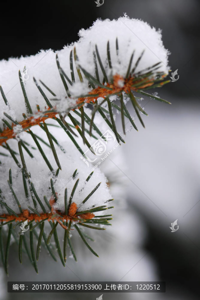 雪嶺云杉枝