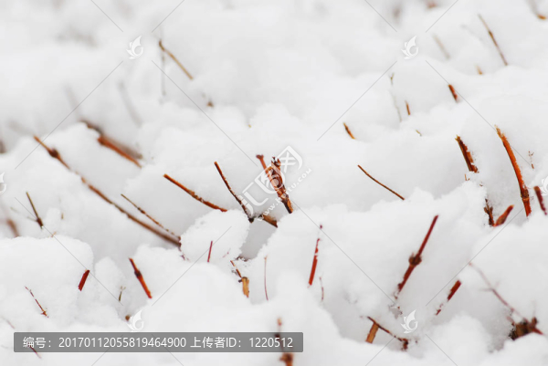 白雪覆蓋的灌木