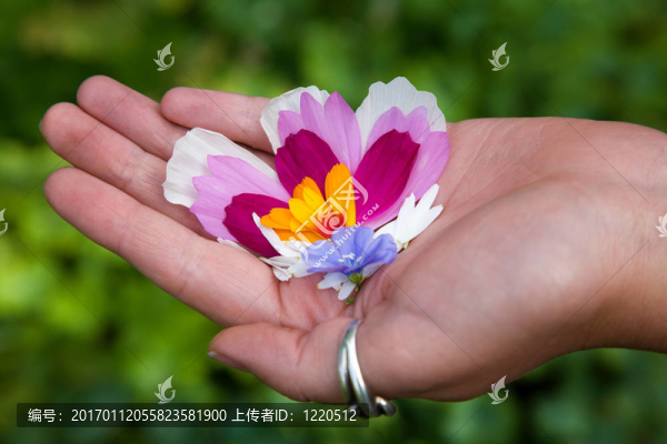 手心的花瓣