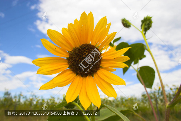 草原盛開