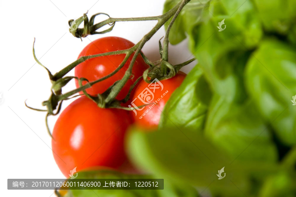 西紅柿像羅勒