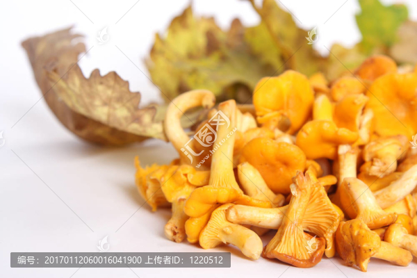 雞油菌