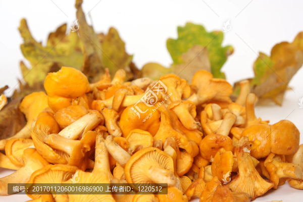 雞油菌