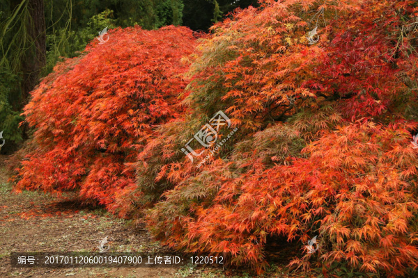日本消防灌木叢中