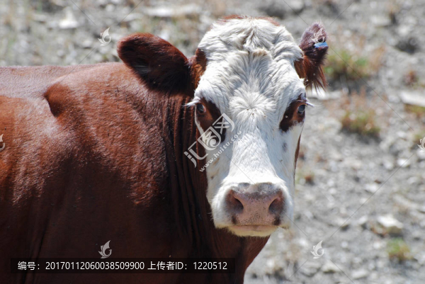 棕色和白色的牛