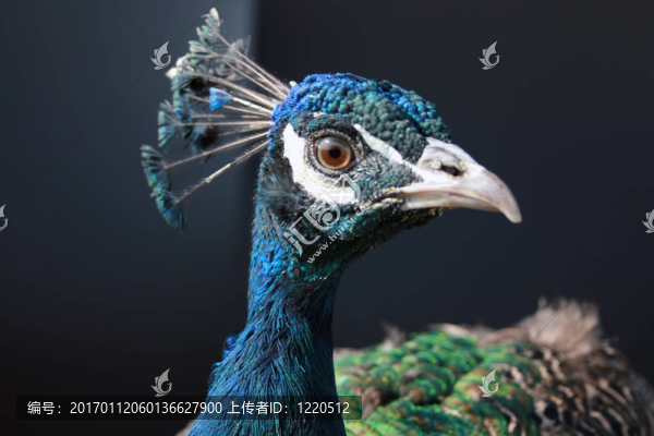 七彩孔雀