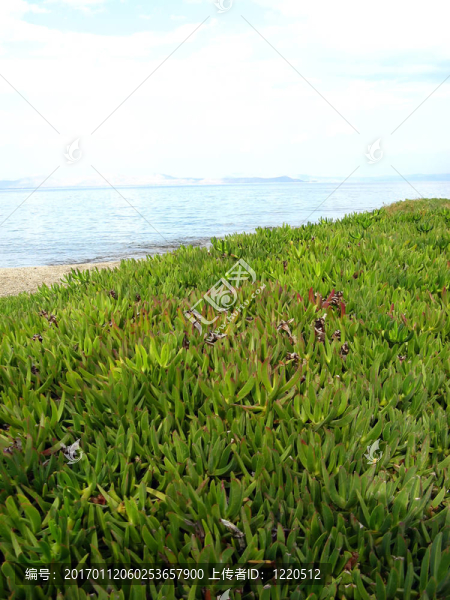 綠色植物-匯圖網(wǎng) www.fosd68.com 綠色植物