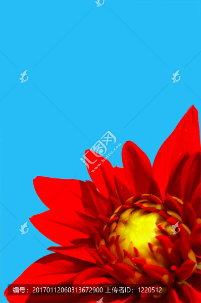 背景上有藍(lán)天的紅花