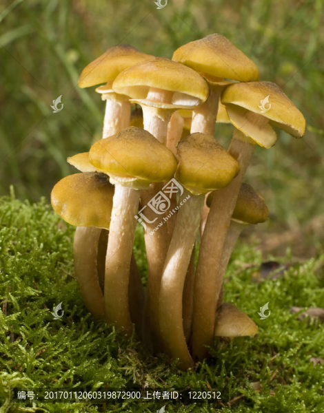 蘑菇