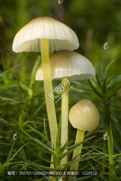 真菌