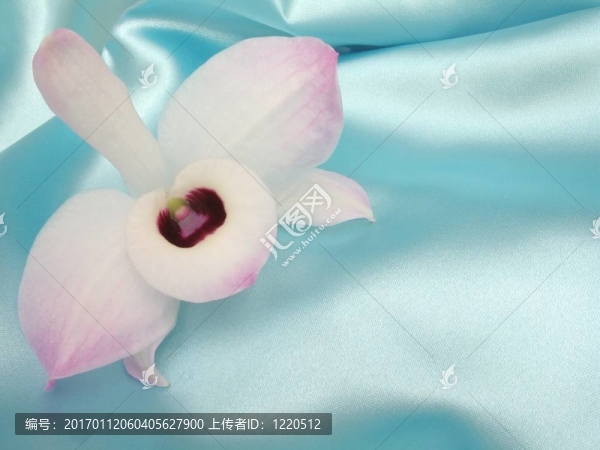 藍(lán)色緞上的蘭花-,3