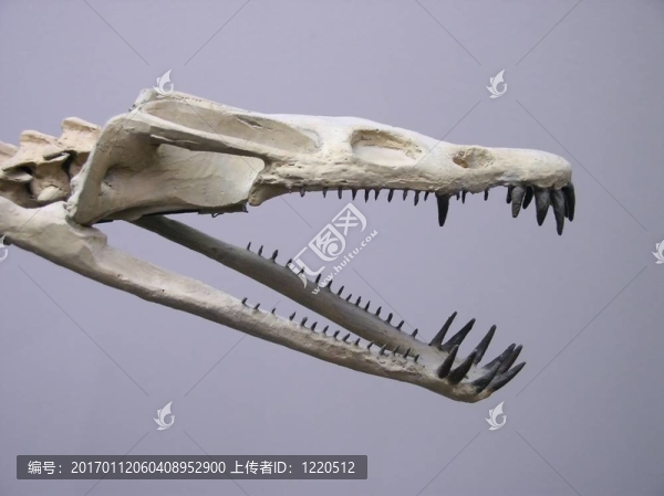 Dinosaur的頭