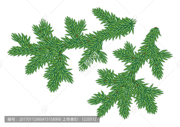 年輕的毛皮樹枝