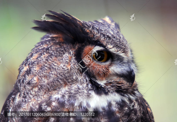 大角貓頭鷹（Bubo,virginianus）