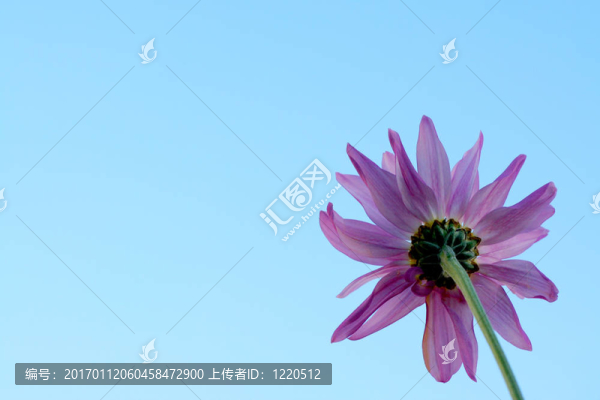 紫色的菊花對著天空