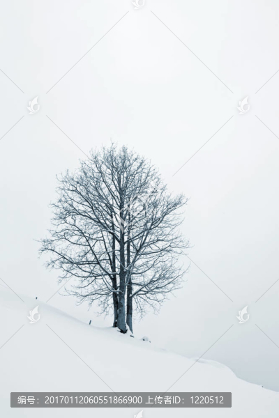 在Snow樹