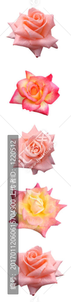 垂直玫瑰酒吧