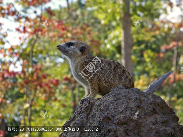 在動物園的貓鼬